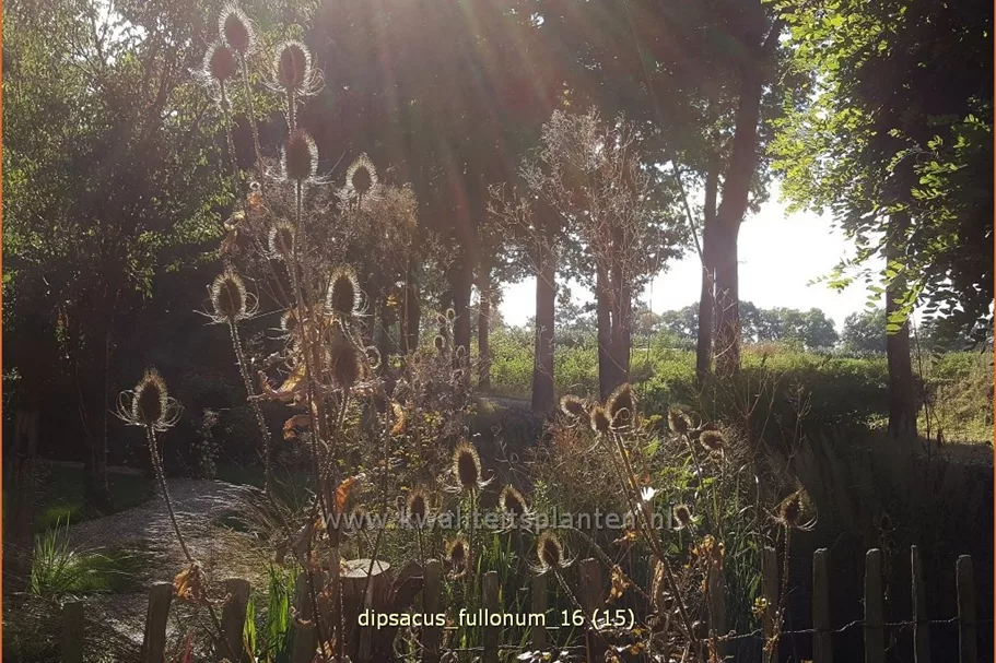 Dipsacus fullonum