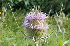 Dipsacus fullonum