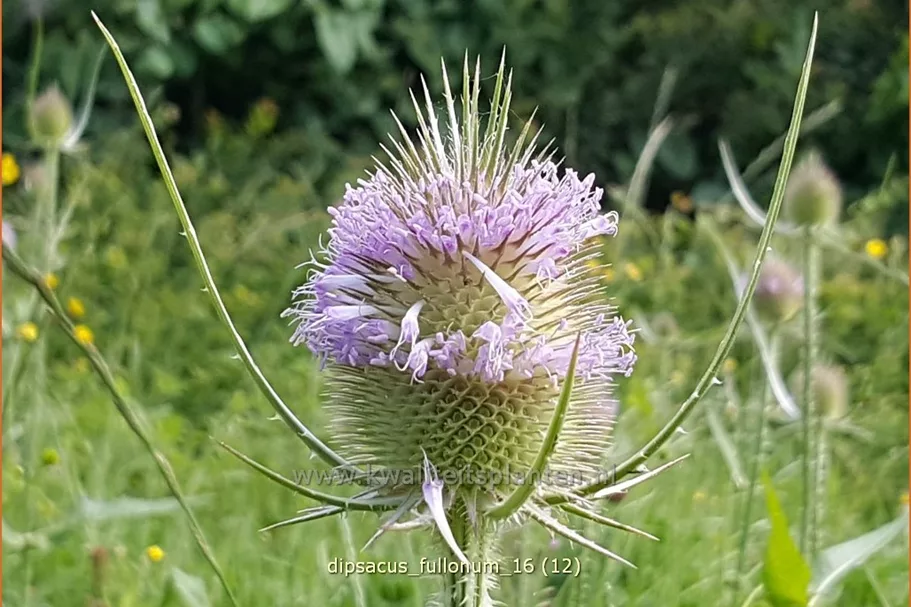 Dipsacus fullonum