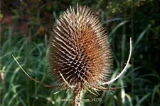 Dipsacus fullonum