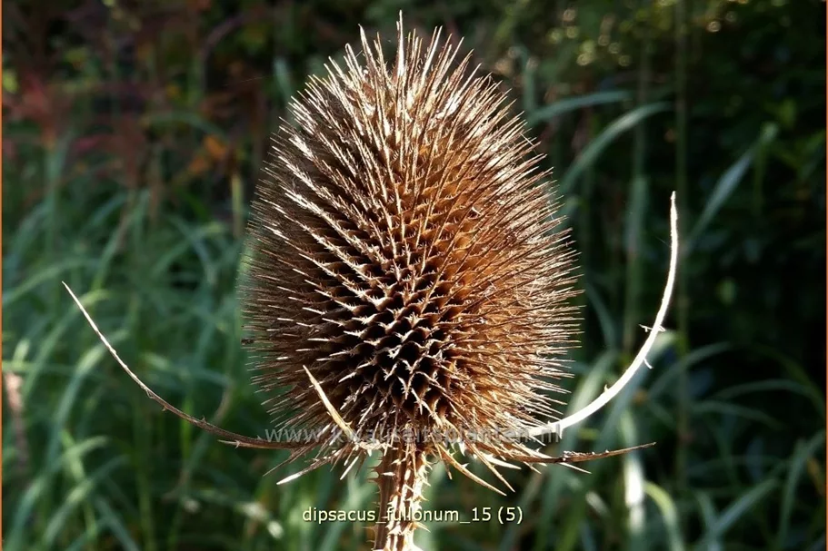 Dipsacus fullonum