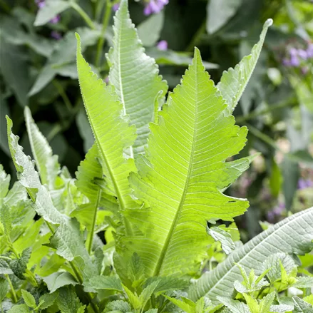Dipsacus fullonum