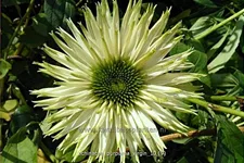 Echinacea purpurea 'Virgin'