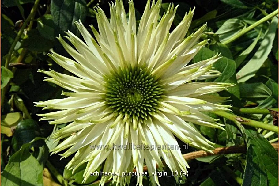 Echinacea purpurea 'Virgin'