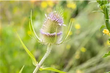 Dipsacus fullonum