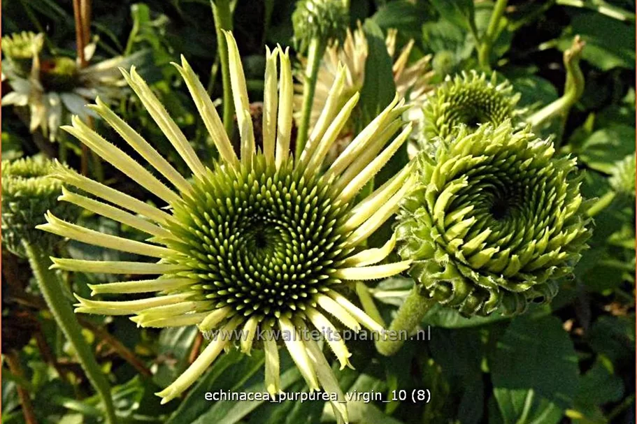 Echinacea purpurea 'Virgin'