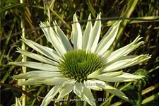 Echinacea purpurea 'Virgin'