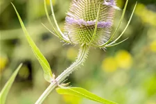 Dipsacus fullonum