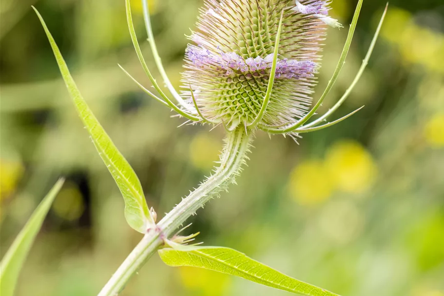 Dipsacus fullonum