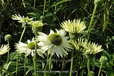 Echinacea purpurea 'Virgin'