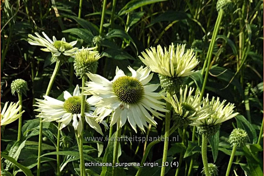 Echinacea purpurea 'Virgin'