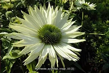 Echinacea purpurea 'Virgin'