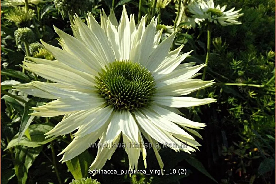 Echinacea purpurea 'Virgin'