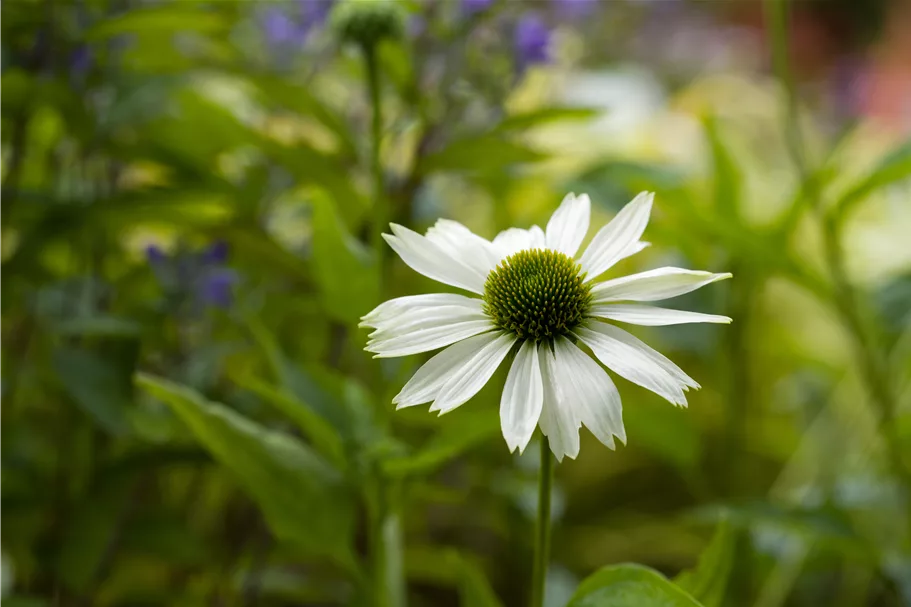 Echinacea purpurea 'Virgin'