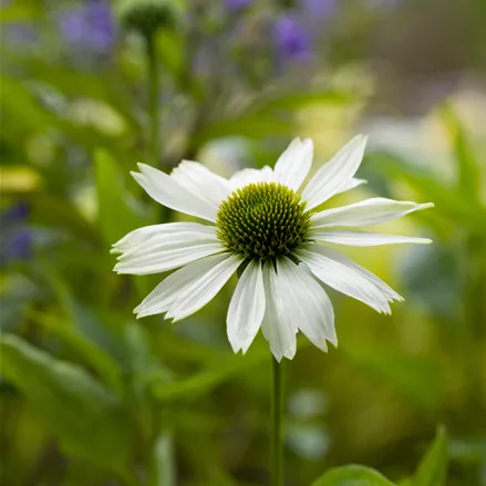 Echinacea purpurea 'Virgin'