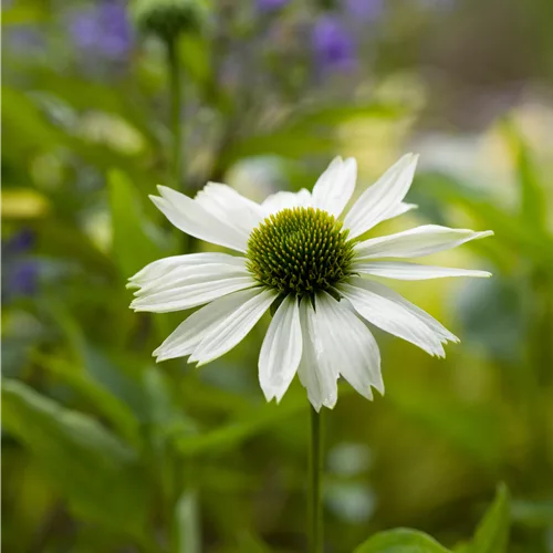 Echinacea purpurea 'Virgin'