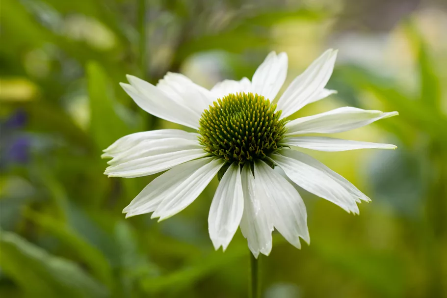 Echinacea purpurea 'Virgin'