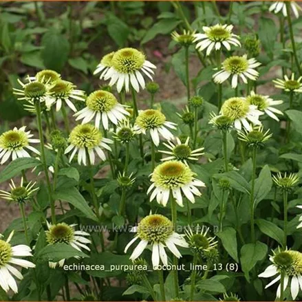 Echinacea purpurea 'Coconut Lime'®