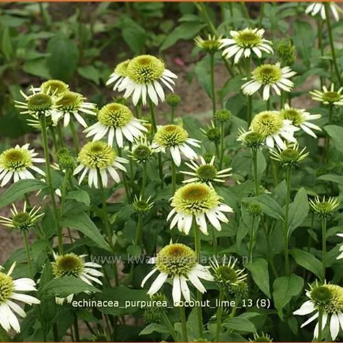 Echinacea purpurea 'Coconut Lime'®