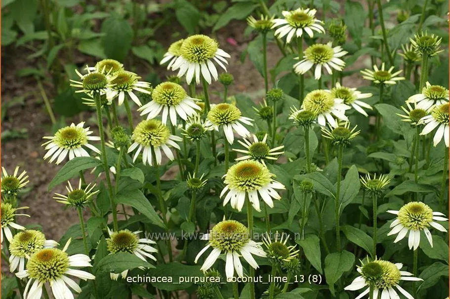 Echinacea purpurea 'Coconut Lime'®