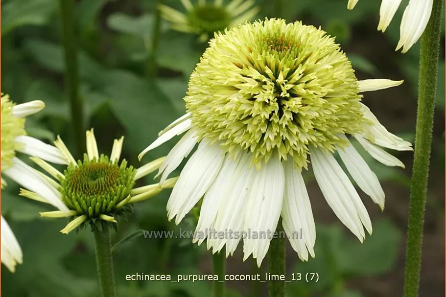 Echinacea purpurea 'Coconut Lime'®