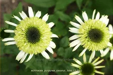 Echinacea purpurea 'Coconut Lime'®