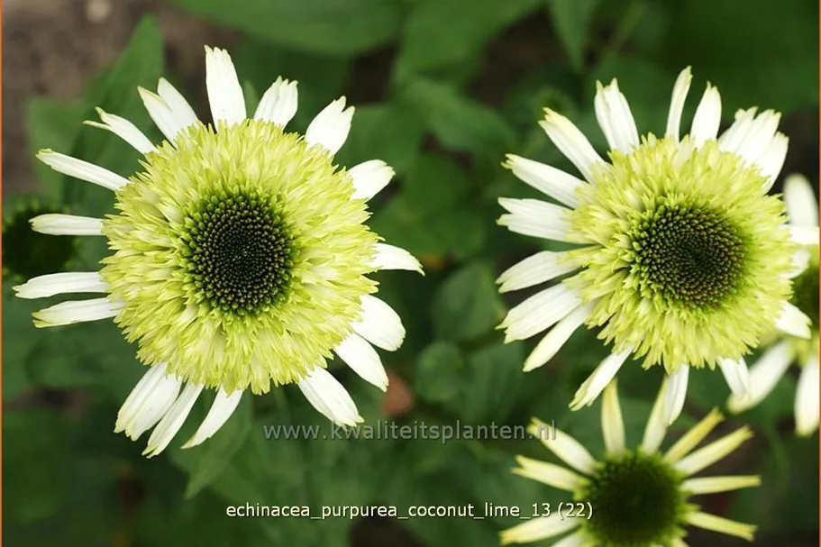 Echinacea purpurea 'Coconut Lime'®