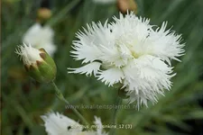 Dianthus plumarius 'Mrs. Sinkins'