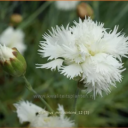 Dianthus plumarius 'Mrs. Sinkins'