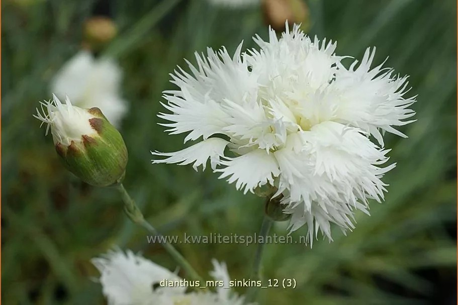 Dianthus plumarius 'Mrs. Sinkins'
