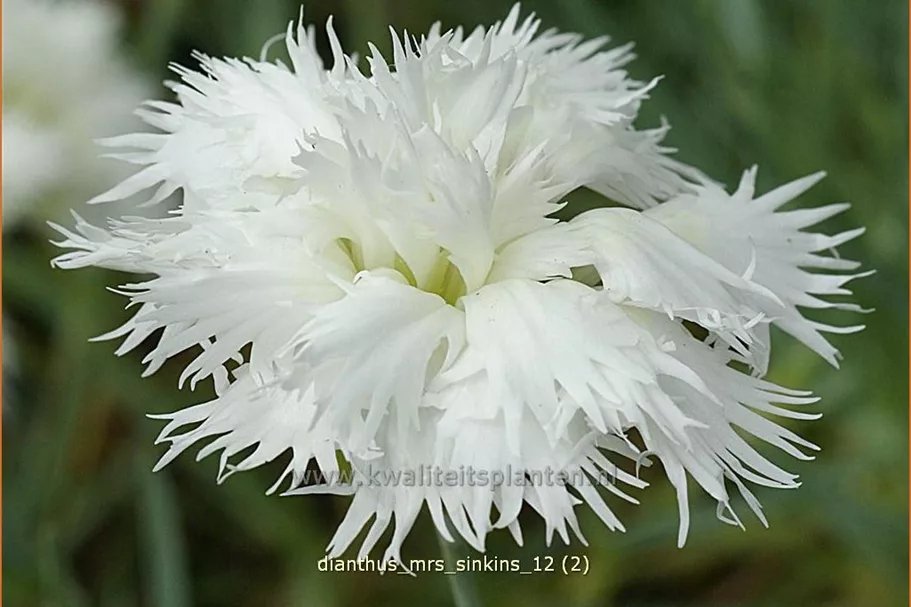 Dianthus plumarius 'Mrs. Sinkins'