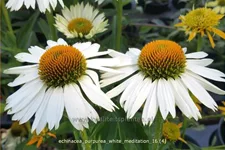 Echinacea purpurea 'White Meditation'
