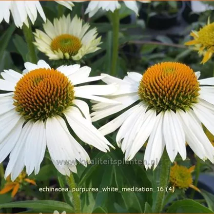 Echinacea purpurea 'White Meditation'