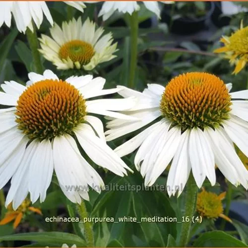 Echinacea purpurea 'White Meditation'