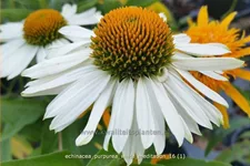 Echinacea purpurea 'White Meditation'