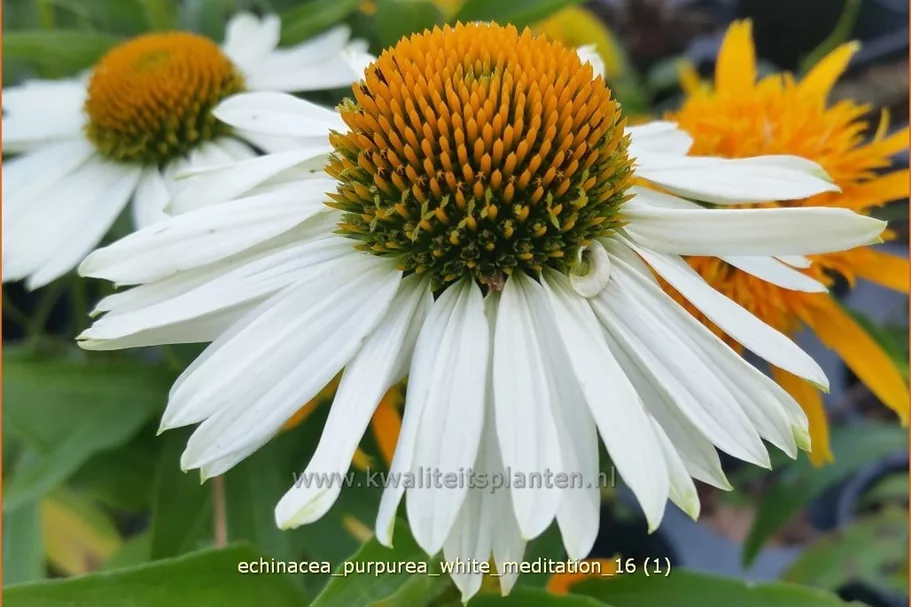 Echinacea purpurea 'White Meditation'