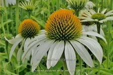 Echinacea purpurea 'White Swan'