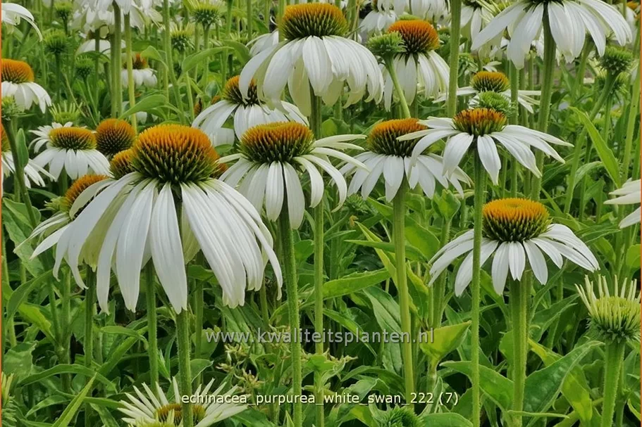 Echinacea purpurea 'White Swan'