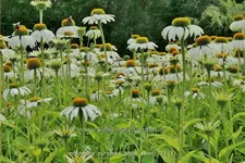 Echinacea purpurea 'White Swan'