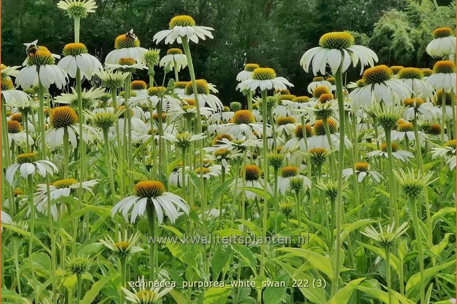 Echinacea purpurea 'White Swan'