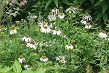 Echinacea purpurea 'White Swan'