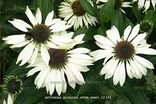 Echinacea purpurea 'White Swan'