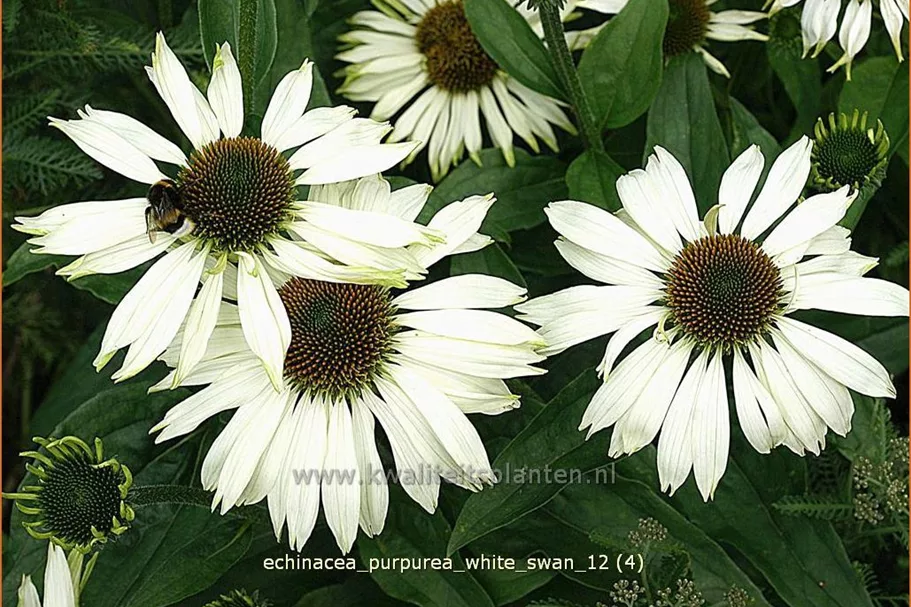 Echinacea purpurea 'White Swan'