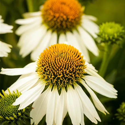 Echinacea purpurea 'White Swan'