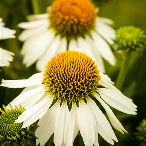 Echinacea purpurea 'White Swan'