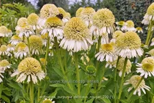 Echinacea purpurea 'Delicious Nougat'