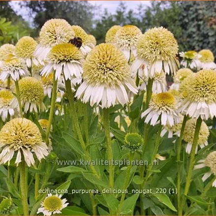 Echinacea purpurea 'Delicious Nougat'