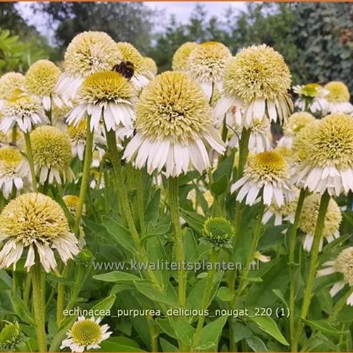 Echinacea purpurea 'Delicious Nougat'