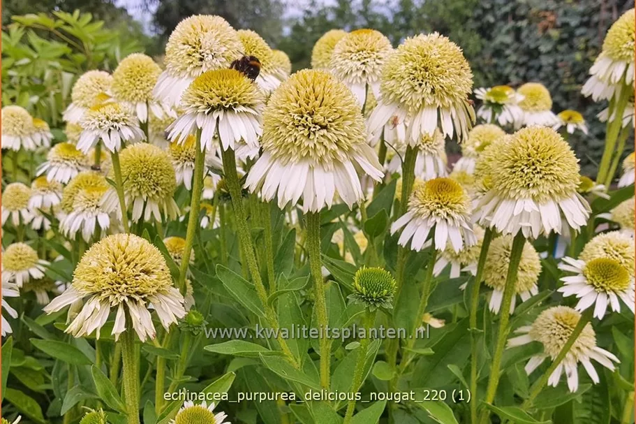 Echinacea purpurea 'Delicious Nougat'
