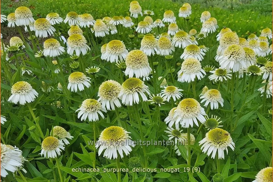 Echinacea purpurea 'Delicious Nougat'
